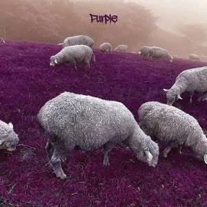 Attention 24 - 2nd EP [Purple]