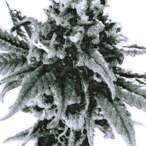 AIRY - B.U.D