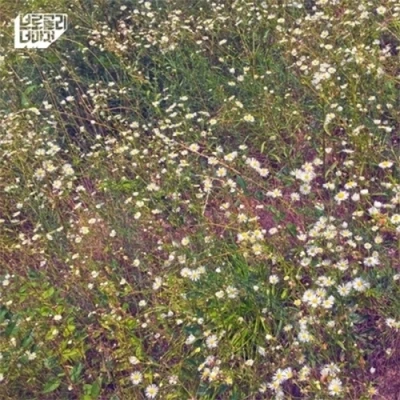 Broccoli Norma Jeane - Single Album [Forget What You Need to Forget]